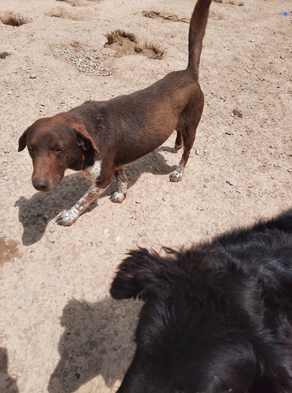 TAZz (SASA) croisé epagneul breton de la tuerie des 70 chiens - SERBIE 28516010