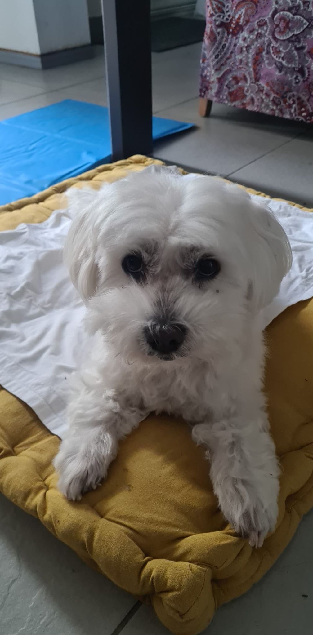 ELLA (DAISY) petite bichon - SERBIE 29297310