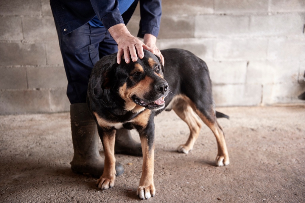 DOBBY croisé rott - ESPAGNE 29303610