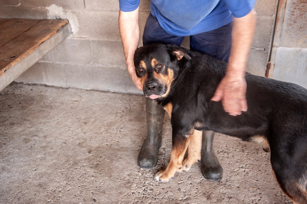 DOBBY croisé rott - ESPAGNE 29317610