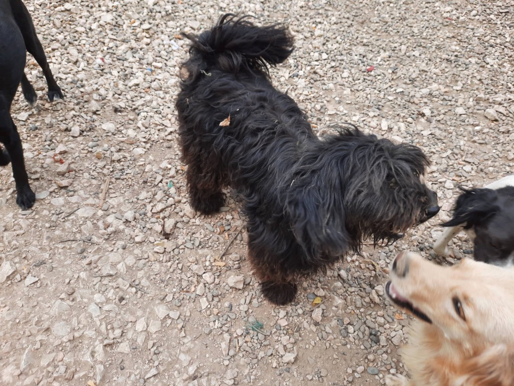 LEPA croisée briard - SERBIE 29528010