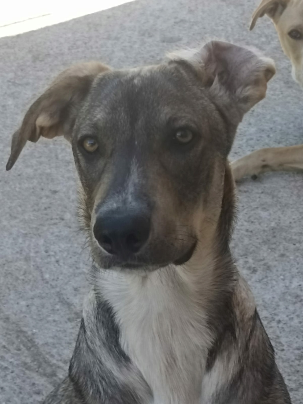 LOBITO croisé podenco - en FA dpt 76 - ESPAGNE 29981510