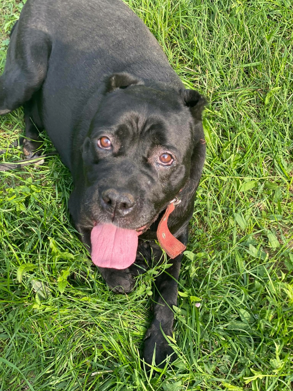 JADE (DANA) gentille cane corso - SERBIE 30070510