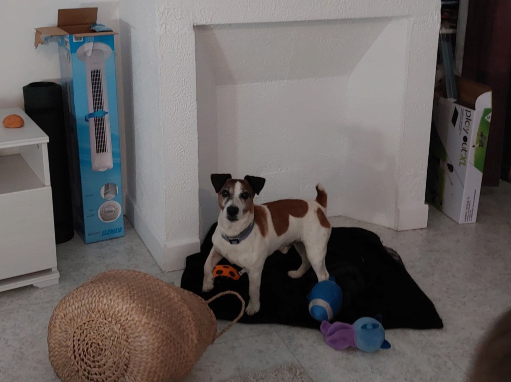 HANDY jack russel en FA dpt 60 - FRANCE 30151010