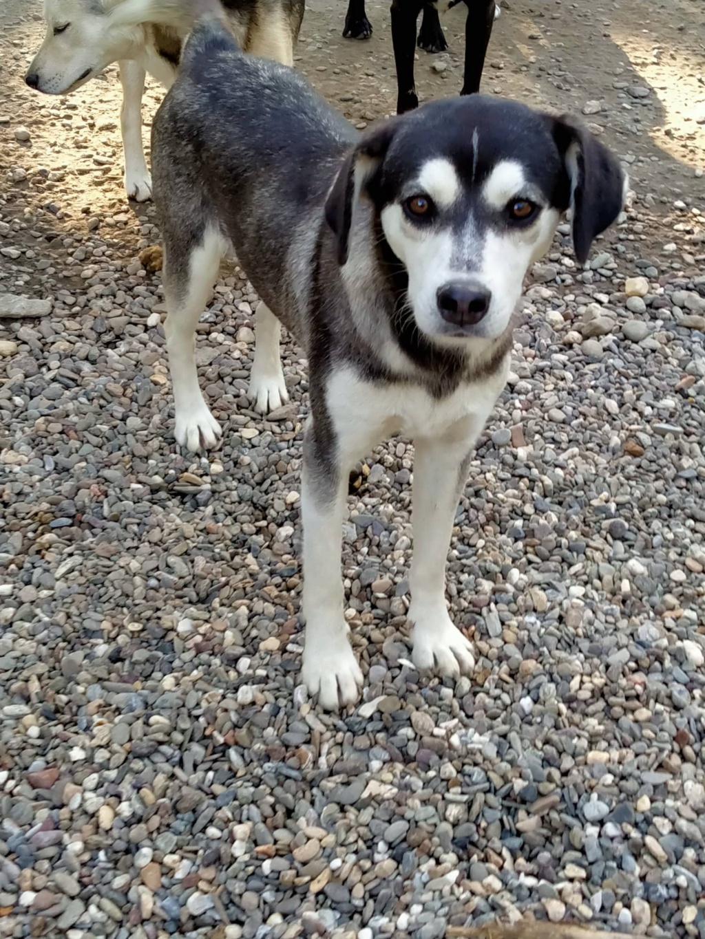 ASKA chiot croisé husky - SERBIE 30495810