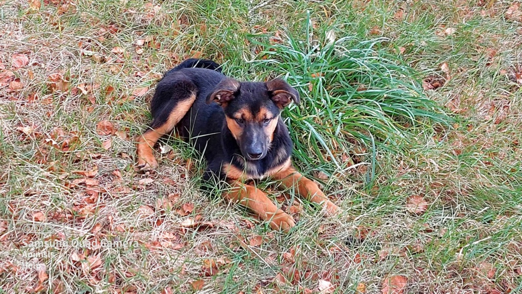 FLOPPY chiot croisé BA - ESPAGNE 30540410