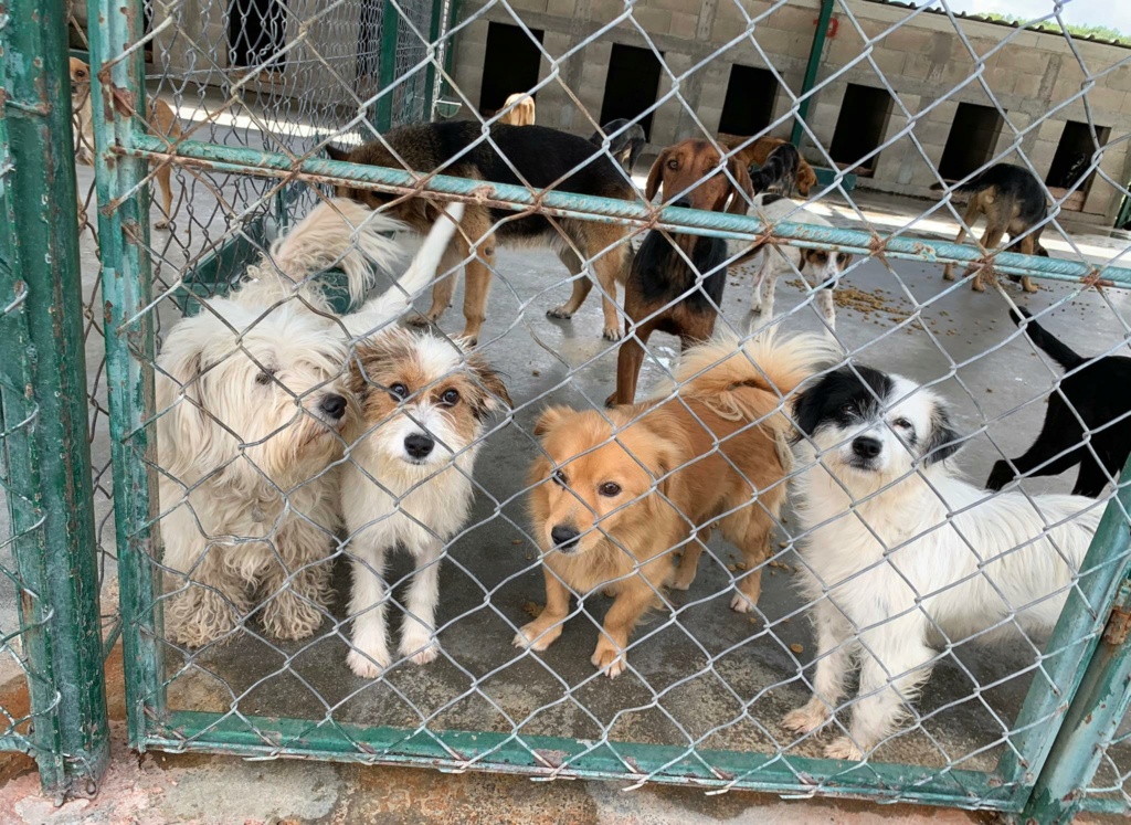 ORSON BEKI croisé bichon maltais - SERBIE 30728410