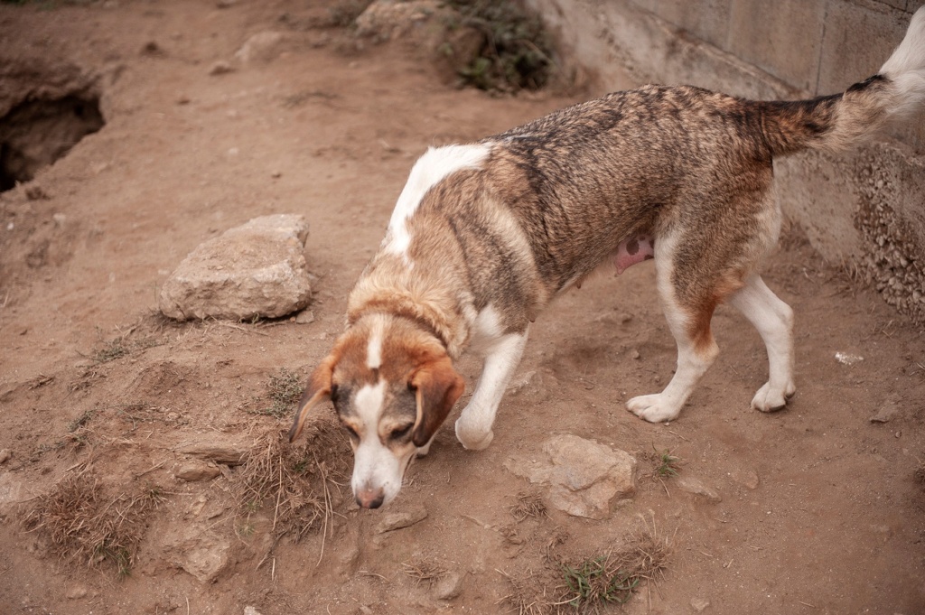 LULA douce petite chienne - ESPAGNE 30816610