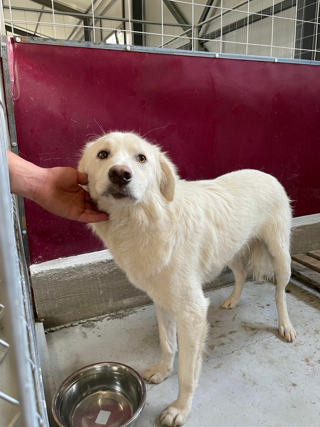 RUFUS beau croisé berger blanc suisse - en FA dpt 68 - ROUMANIE 30971810