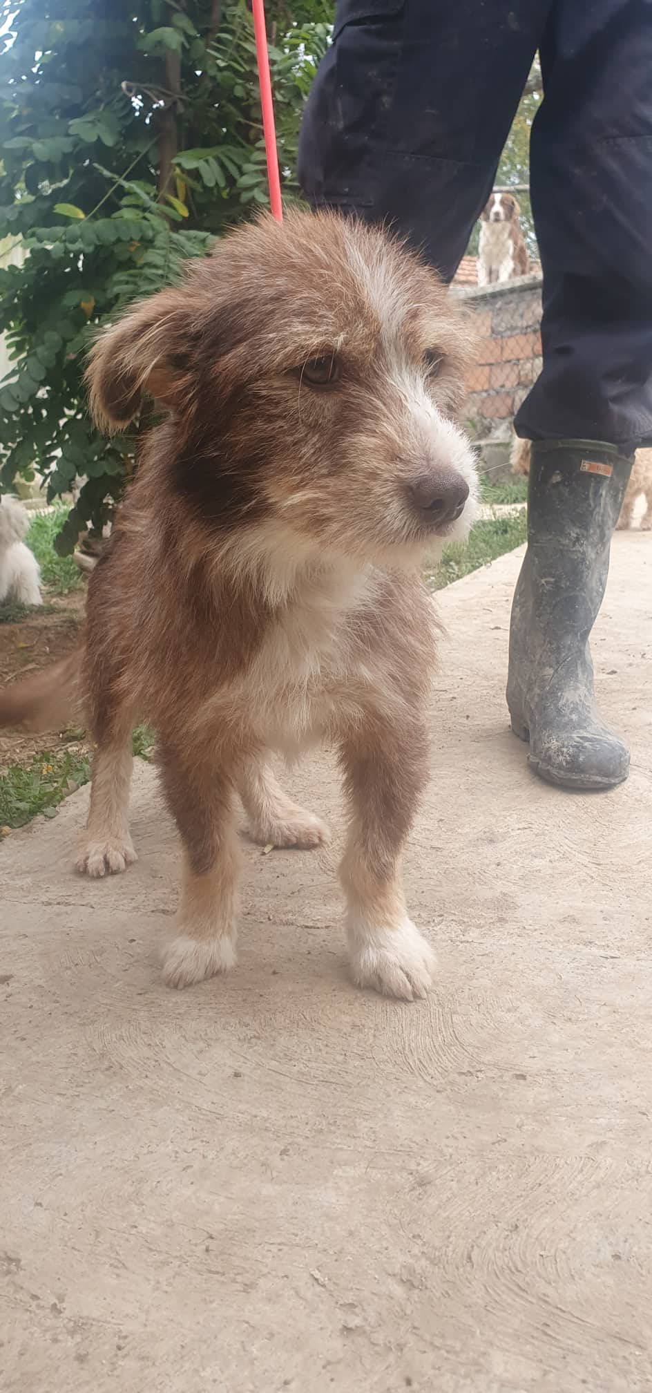 PONCHO ptit terrier bicolore - BULGARIE 31131510