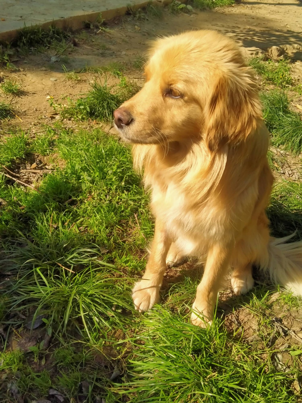 ODIN (ZRILE)croisé golden berger - SERBIE 31142810