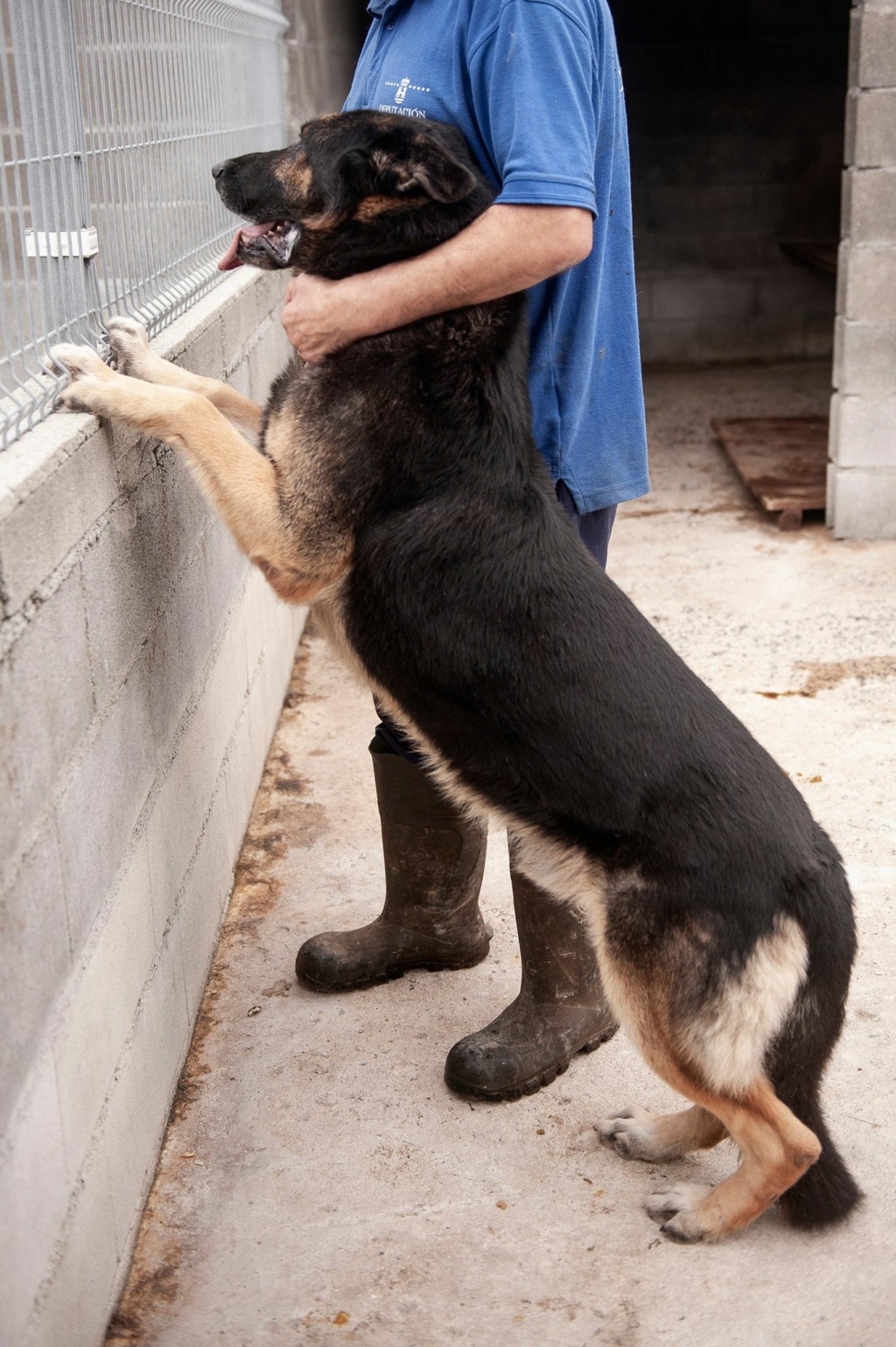 THOR magnifique berger agé - ESPAGNE 31241010