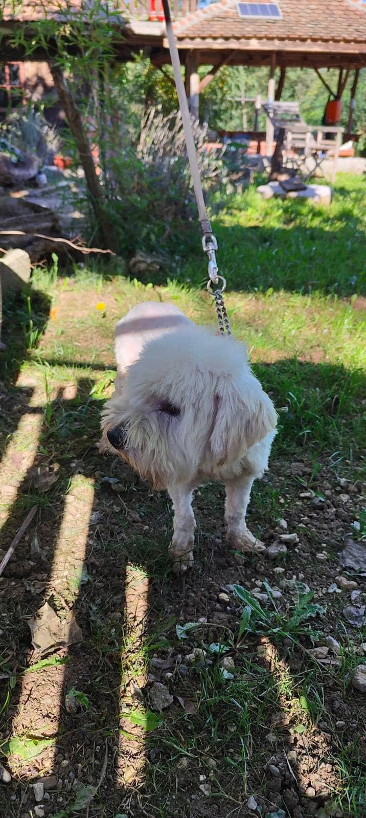 ORSON BEKI croisé bichon maltais - SERBIE 31289310