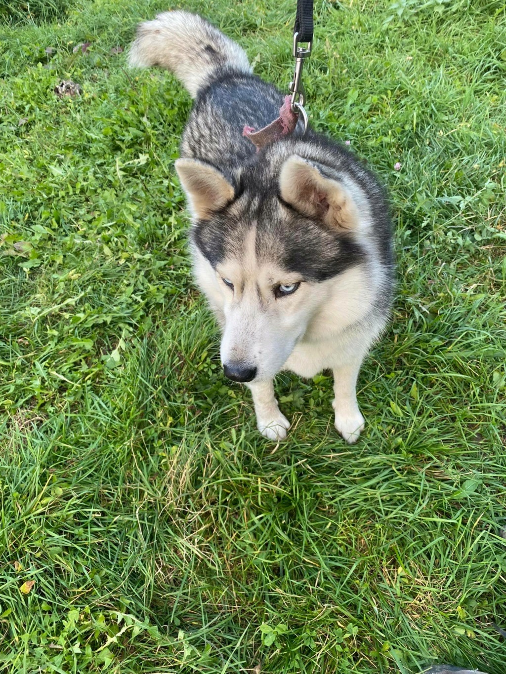 XANA (HANA) belle husky abandonnée - SERBIE 31383310