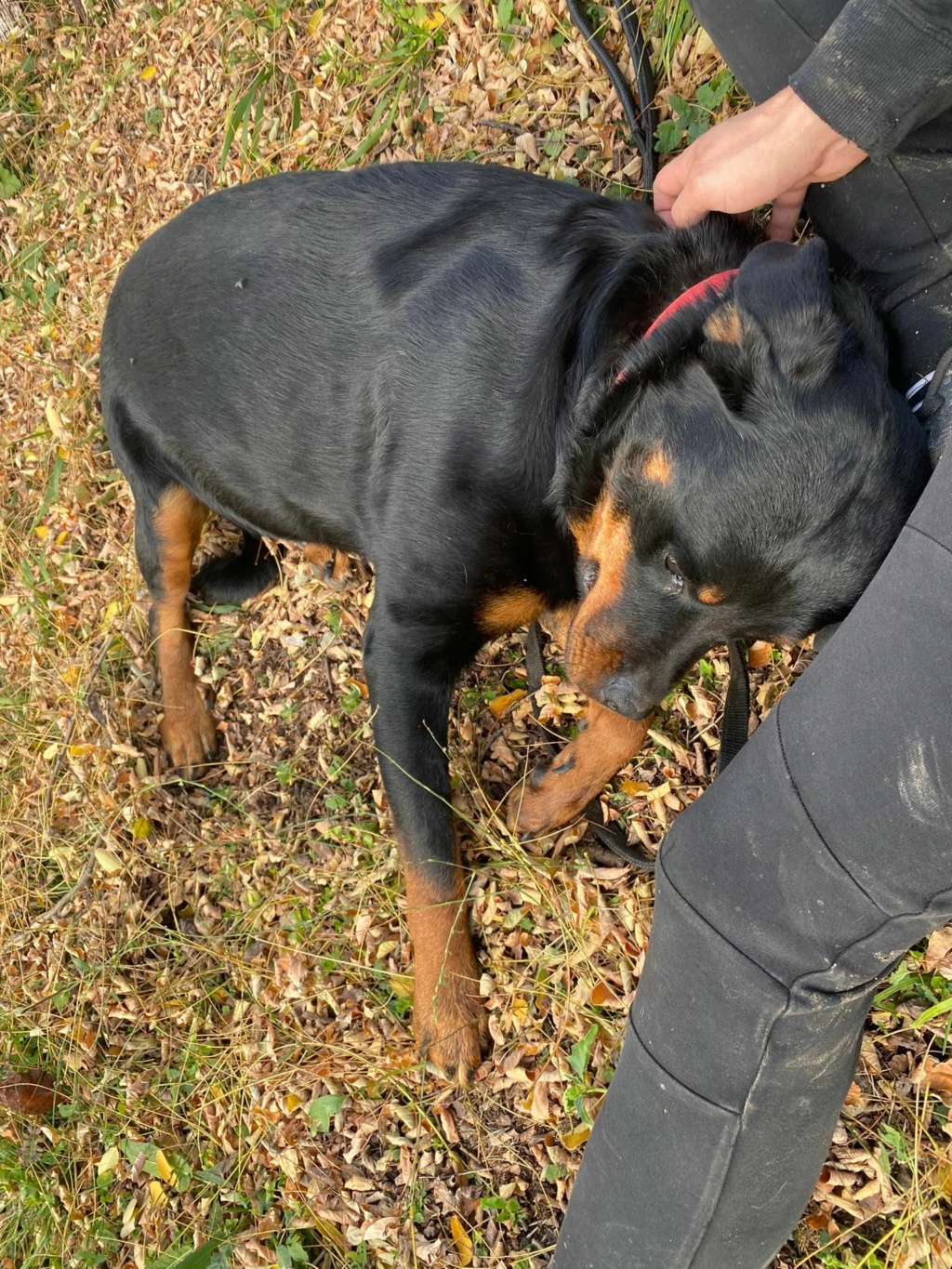 ROXY superbe rott - SERBIE 31438110