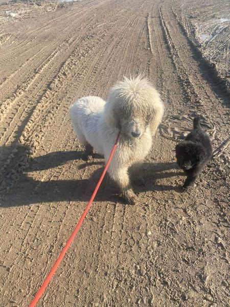 TOFFEE (MONA) croisée lagotto-romagnolo - SERBIE 32208010