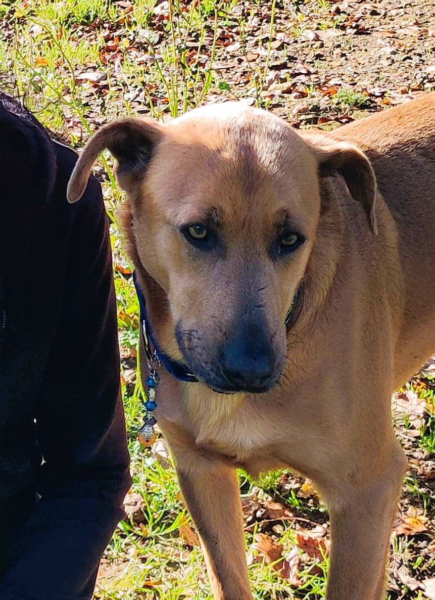 MICKY magnifique croisé labrador - ESPAGNE g 32213610