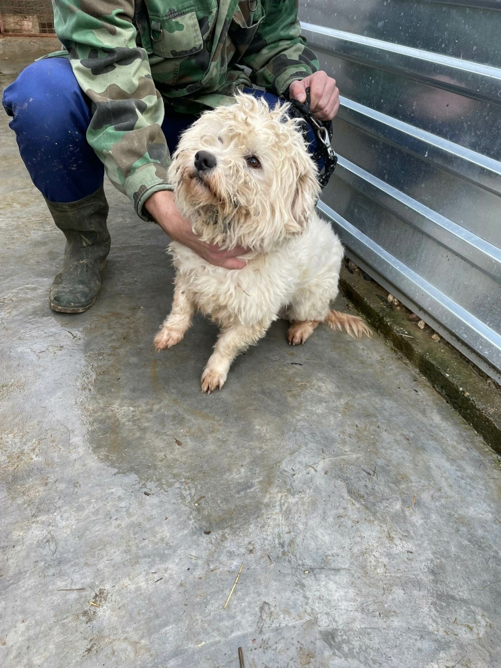 ORSON BEKI croisé bichon maltais - SERBIE 32273610