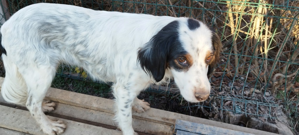 HOLLY (BEJB) adorable et gentille chienne- SERBIE 32341311