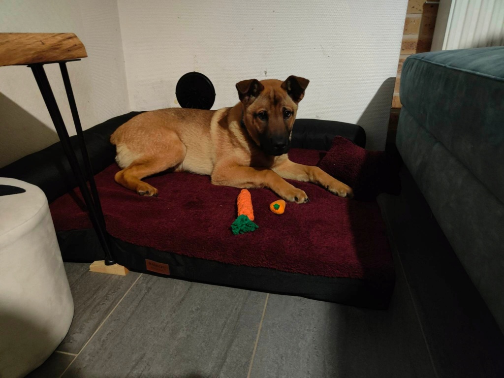 BUCK chiot - en FA dpt 68 - ROUMANIE 32353610