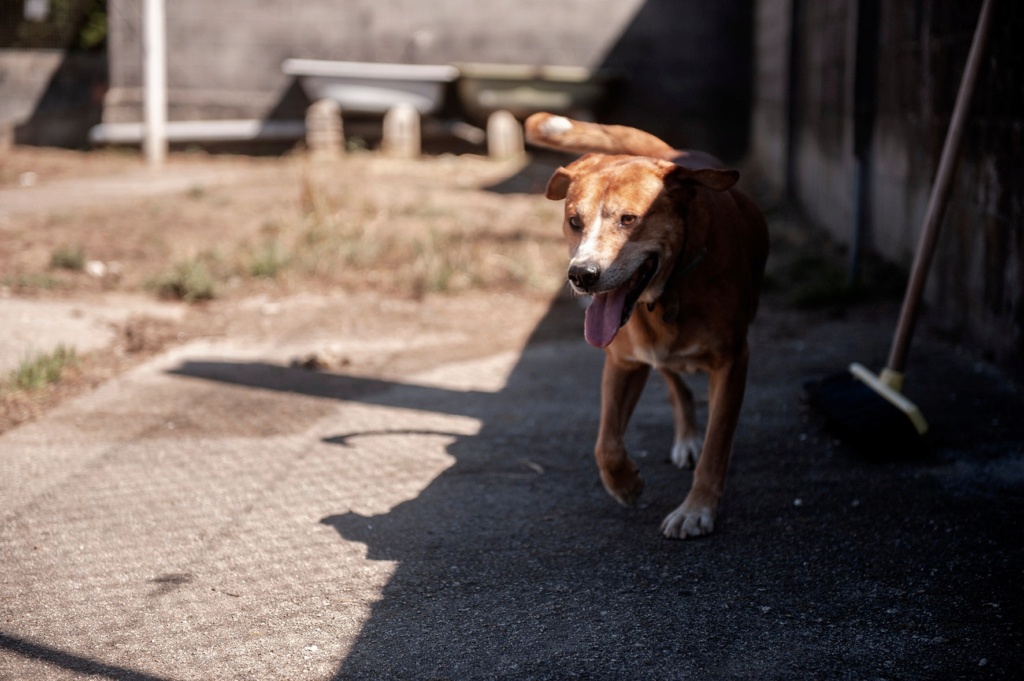 CANELO beau croisé berger déprimé - ESPAGNE 32536510