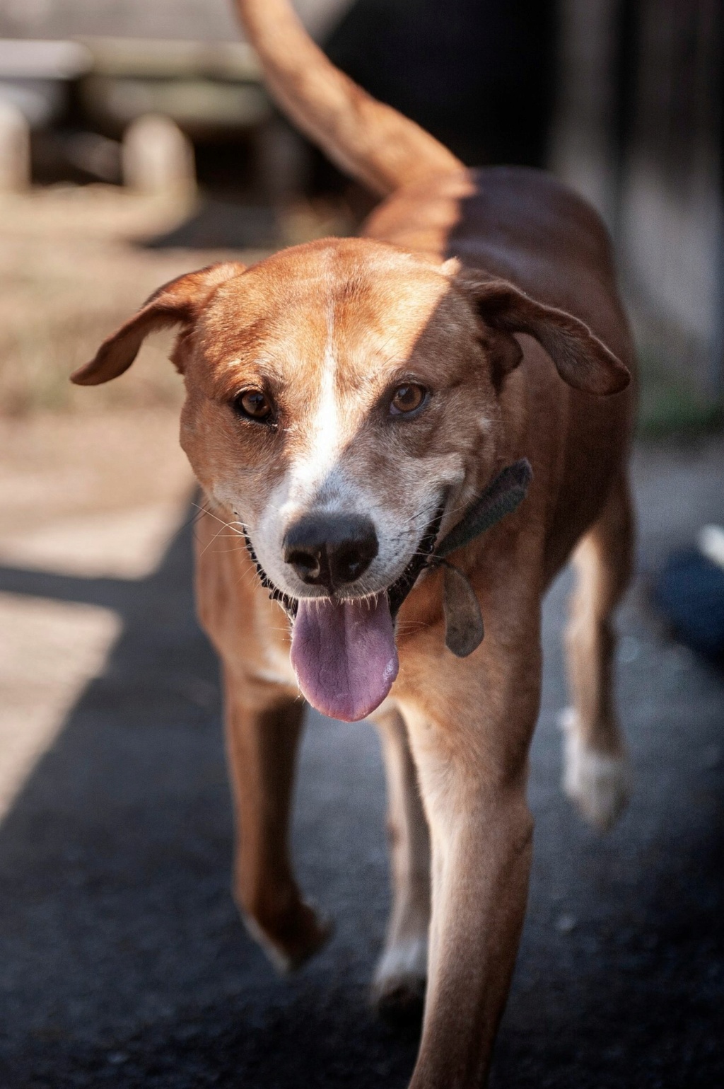 CANELO beau croisé berger déprimé - ESPAGNE 32536610