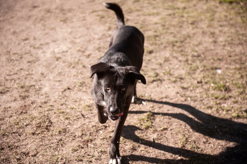 THEA une jeune et gentille chienne - ESPAGNE 32569410