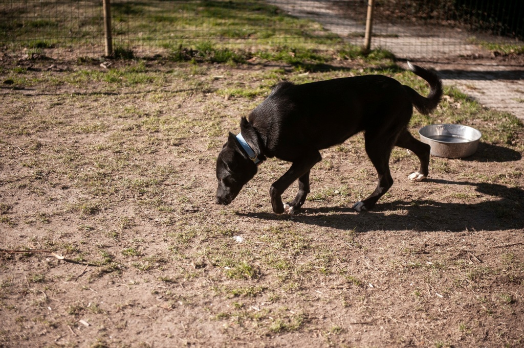 THEA une jeune et gentille chienne - ESPAGNE 32656711