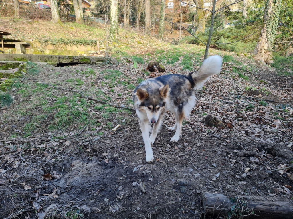 WOLF (LAKI) croisé husky délivré des Roms - SERBIE 32802710