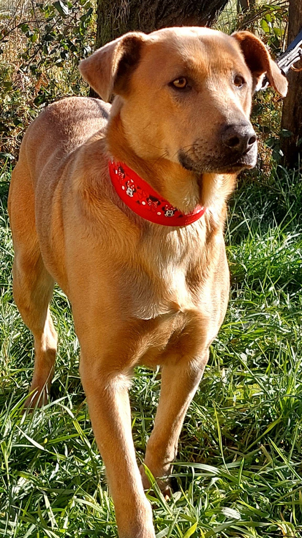 MICKY magnifique croisé labrador - ESPAGNE g 32813310