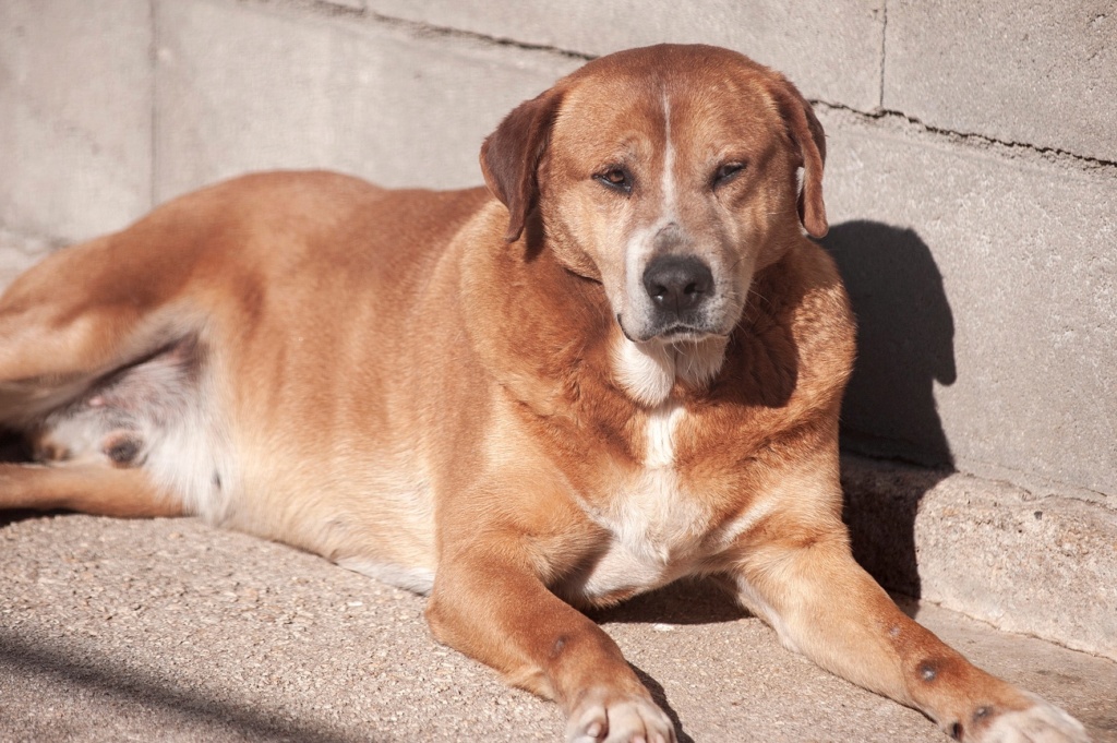 CANELO beau croisé berger déprimé - ESPAGNE 32969710