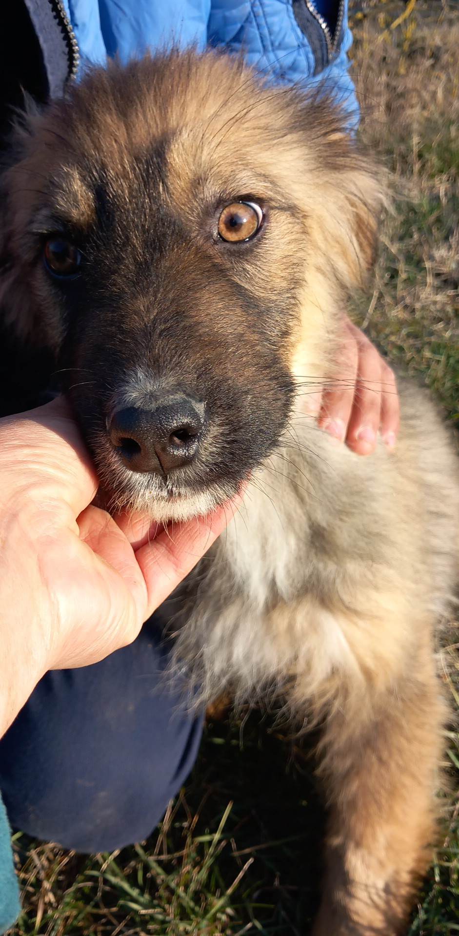 SISKO adorable petit chiot - en FA dpt 52 - ROUMANIE 33074010