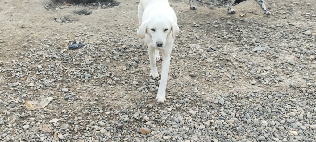 PERLE chiot croisé berger blanche - SERBIE 33620510