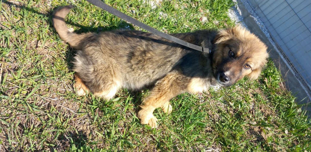 SISKO adorable petit chiot - en FA dpt 52 - ROUMANIE 33659910