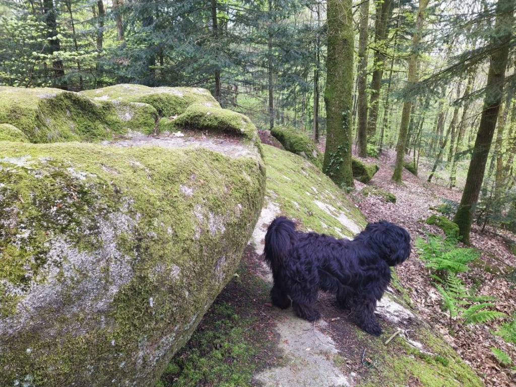 LEPA croisée briard - SERBIE 34311110