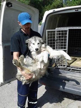 IGLOO (BLENTA) jeune croisé husky - en FA dans le 67 - SERBIE 35118910