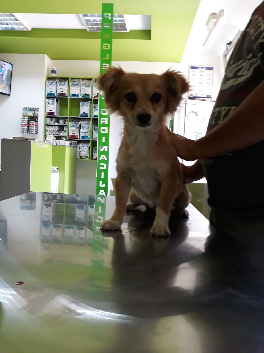 PRALINE croisée papillon - SERBIE 35236610