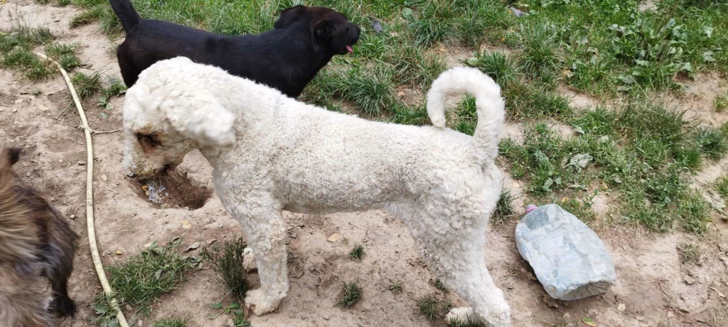 TOFFEE (MONA) croisée lagotto-romagnolo - SERBIE 35797510