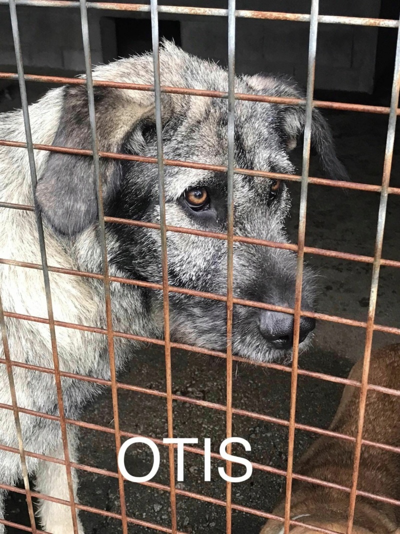 OTIS grand loulou croisé griffon - ESPAGNE 36339810