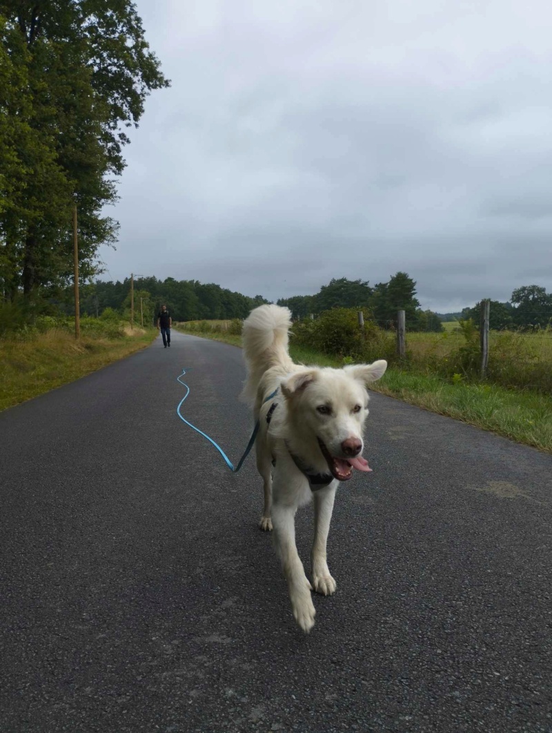 RUFUS beau croisé berger blanc suisse - en FA dpt 68 - ROUMANIE 36436310