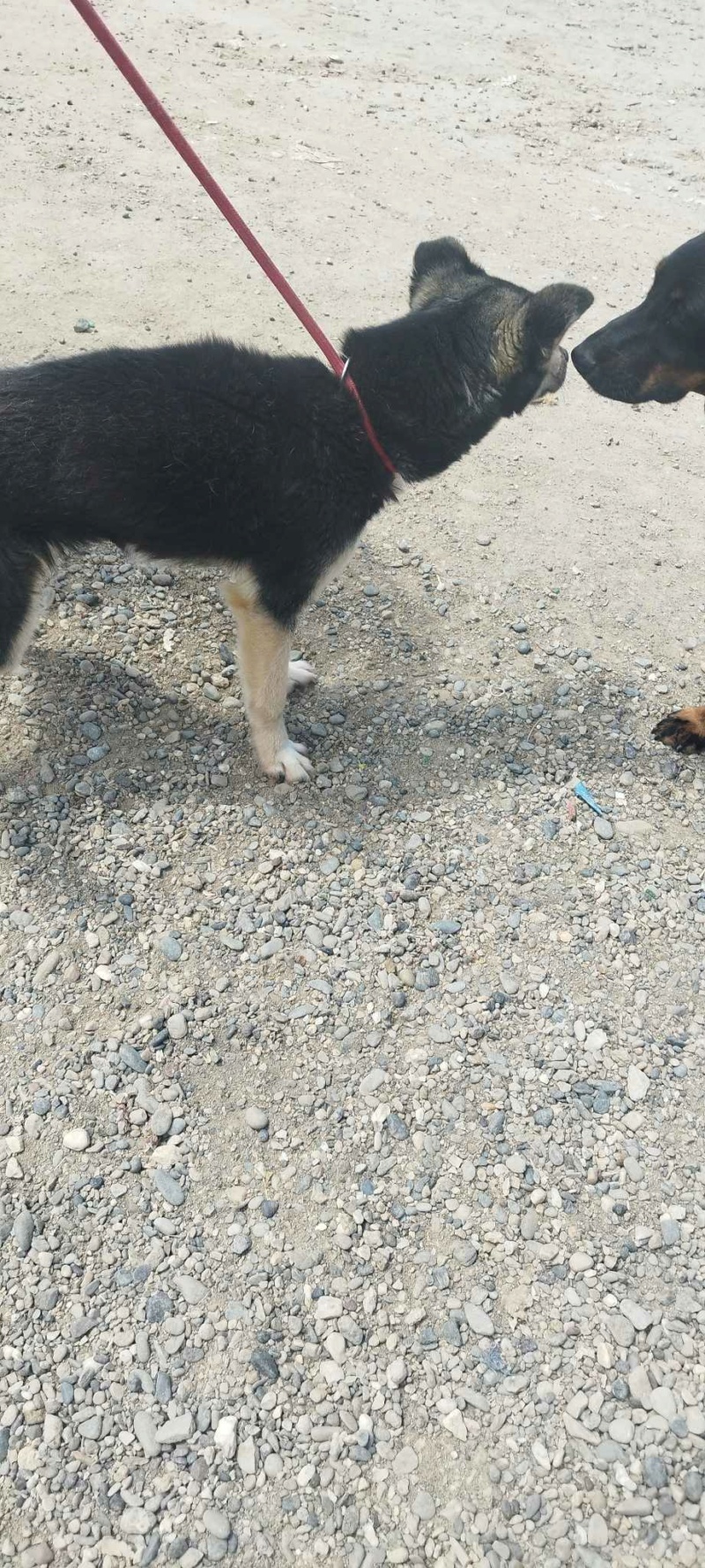 BELLA jolie chienne aux yeux vairons - SERBIE 36454711