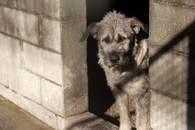 OTIS grand loulou croisé griffon - ESPAGNE 36855711