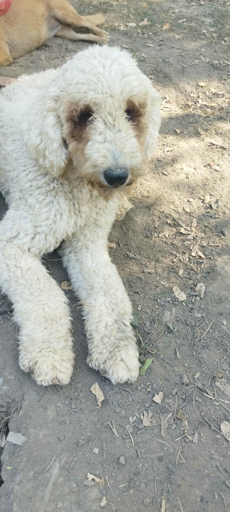 TOFFEE (MONA) croisée lagotto-romagnolo - SERBIE 36855911