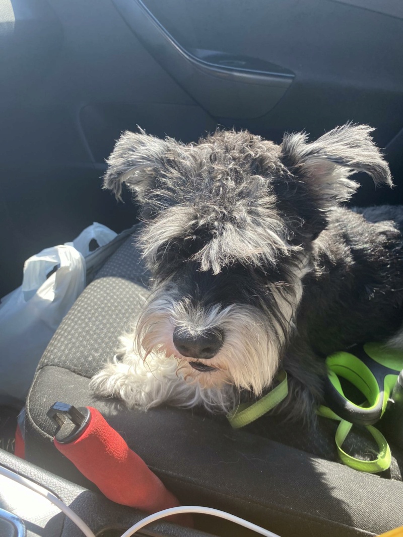 TEDI BOY schnauzer bicolore - SERBIE 36882410