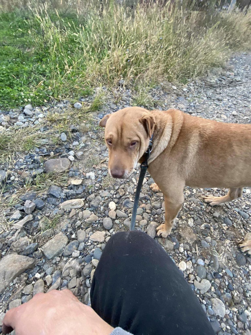 RUBY croisée Sharpei - en FA dpt 71 - SERBIE 37022010