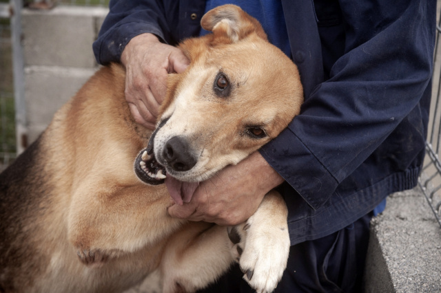 NESS gros bébé creme - ESPAGNE 37025710