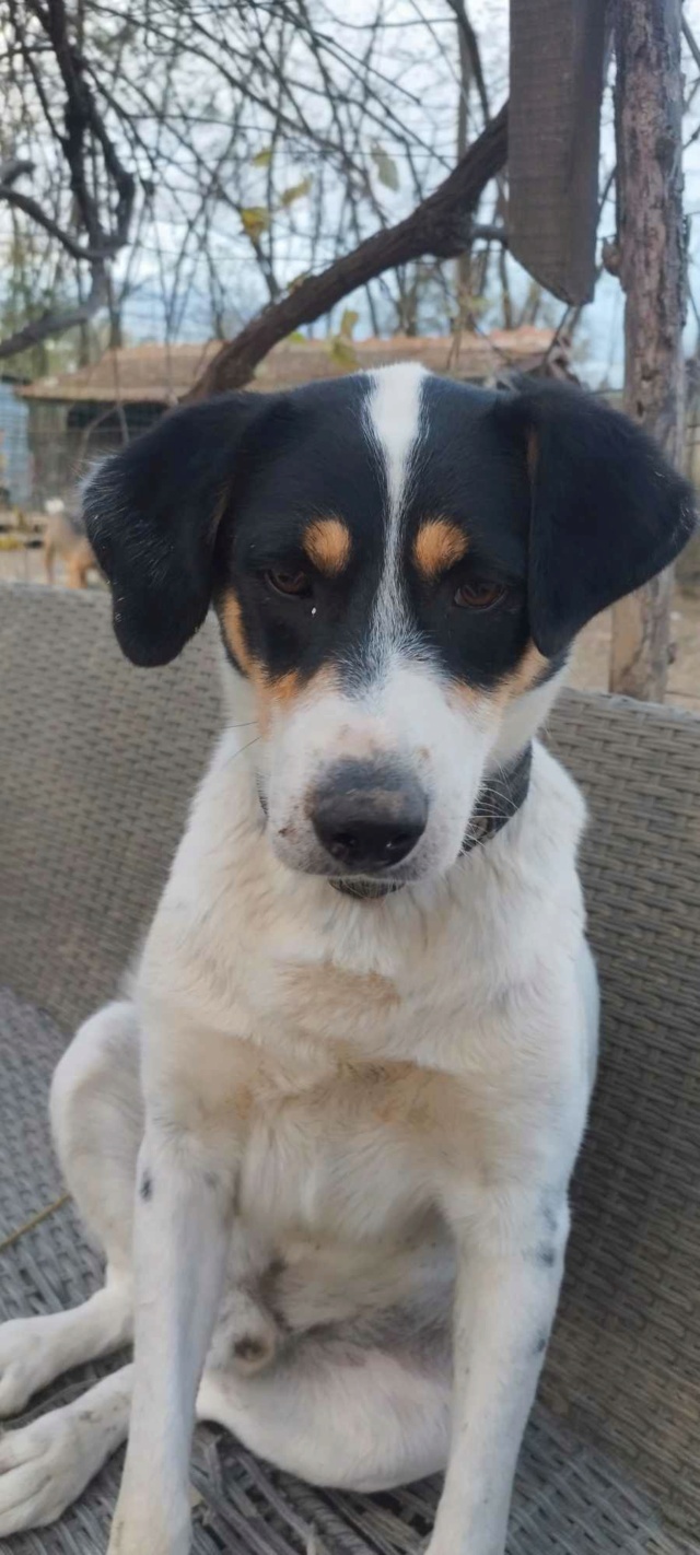 BUDDY (BADI) petit tricolore abandonné - SERBIE  37081510