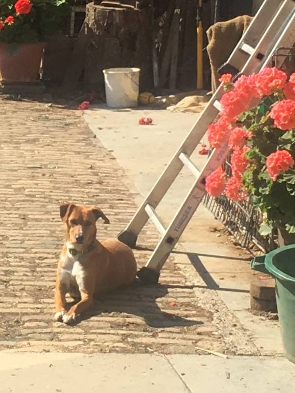 ROXIE petite chiot dans un cimetière - en pension dans le 28 - Page 2 37255710