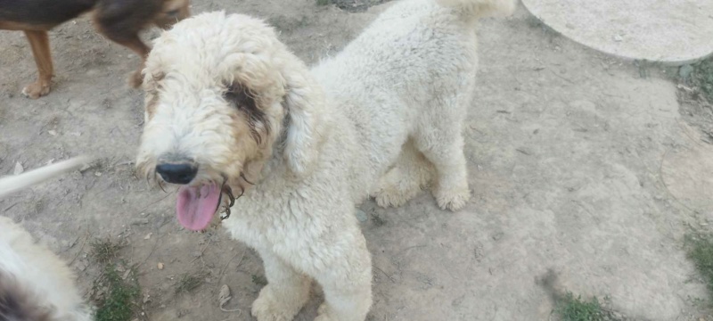 TOFFEE (MONA) croisée lagotto-romagnolo - SERBIE 37341111