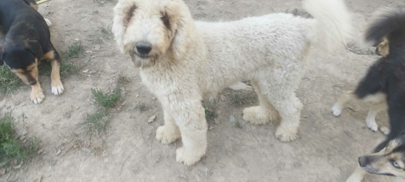 TOFFEE (MONA) croisée lagotto-romagnolo - SERBIE 37341710